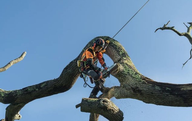 Tronçonneuses : Votre Meilleur Allié Avant et Après les Tempêtes